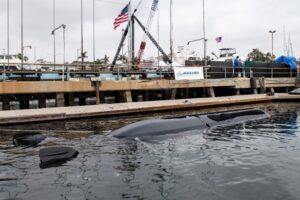 Orca XLUUV Test Asset System przygotowuje się do pierwszego testu w wodzie po ceremonii chrztu 28 kwietnia 2022 r. w Huntington Beach w Kalifornii. Program Orca XLUUV jest dostosowany zmieniających się potrzeb wojny morskiej. / Zdjęcie: Boeing